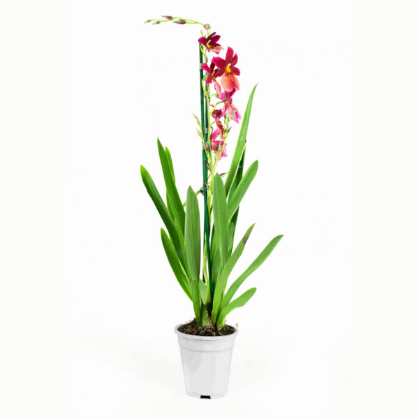 Cambria Nelly Isler - Afbeelding 6
