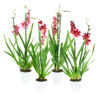 Cambria Nelly Isler 2T (4 stuks) 1