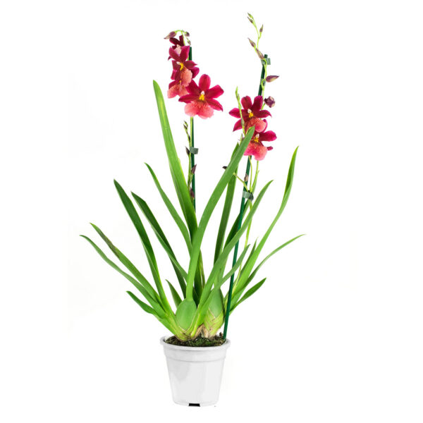 Cambria Nelly Isler 2T (4 stuks) - Afbeelding 3