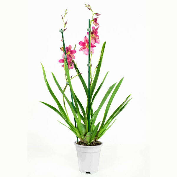 Cambria Nelly Isler 2T (4 stuks) - Afbeelding 5