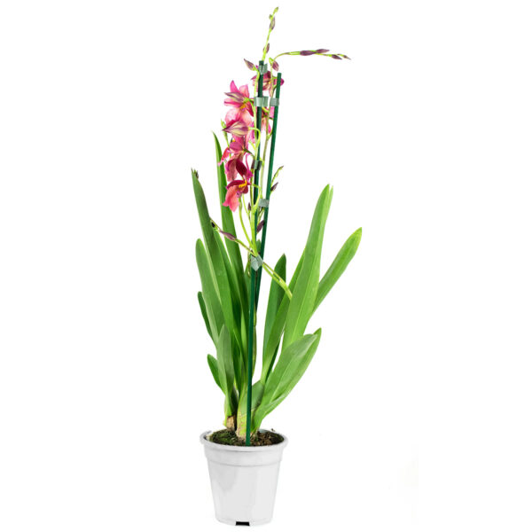 Cambria Nelly Isler 2T (4 stuks) - Afbeelding 6