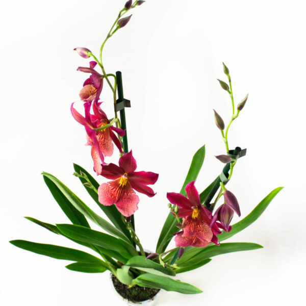 Cambria Nelly Isler 2T (4 stuks) - Afbeelding 9