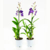 Dendrobium Sa-nook Bl Happiness 3