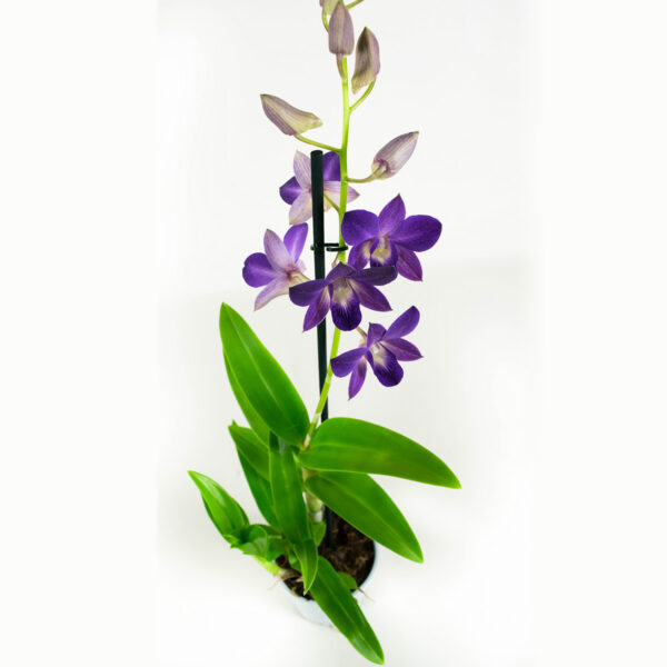 Dendrobium Sa-nook Bl Happiness 7 Orchidee-kopen.nl