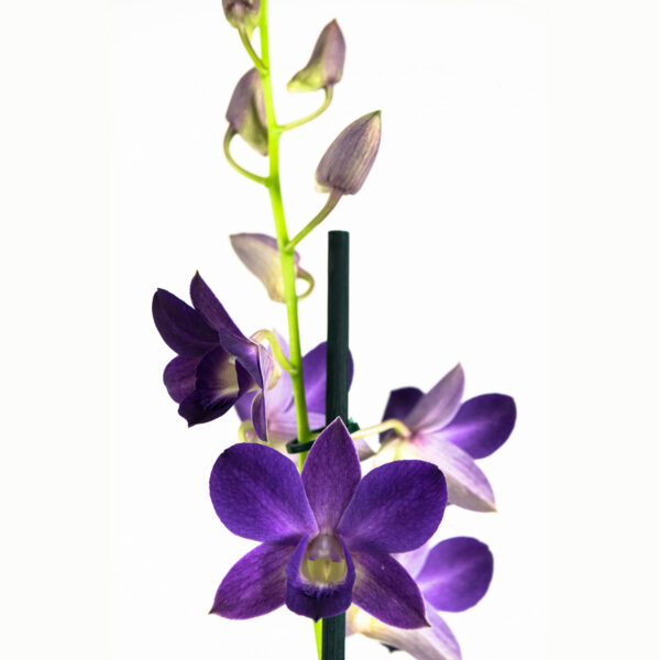 Dendrobium Sa-nook Bl Happiness 8 Orchidee-kopen.nl