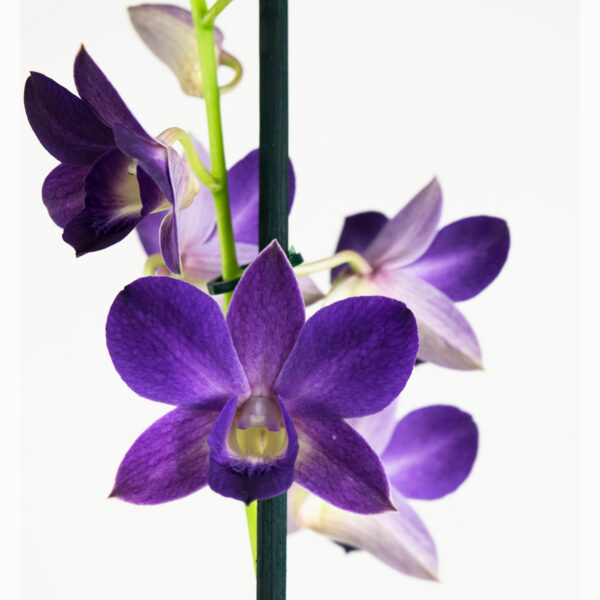 Dendrobium Sa-nook Bl Happiness 9 Orchidee-kopen.nl