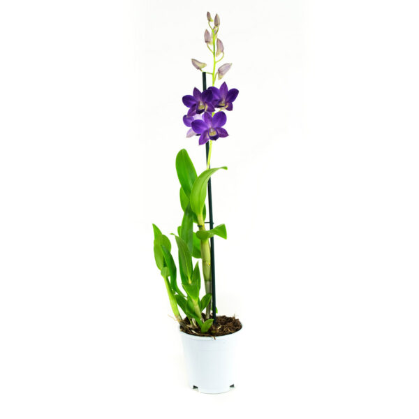 Dendrobium Sa-nook Bl Happiness 10 Orchidee-kopen.nl