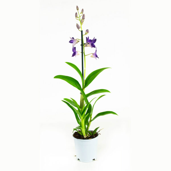 Dendrobium Sa-nook Bl Happiness 11 Orchidee-kopen.nl