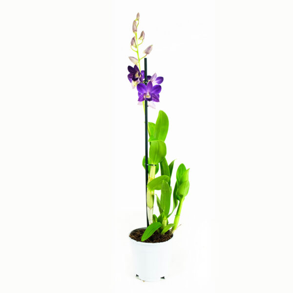 Dendrobium Sa-nook Bl Happiness 12 Orchidee-kopen.nl