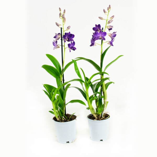 Dendrobium Sa-nook Bl Happiness 13 Orchidee-kopen.nl