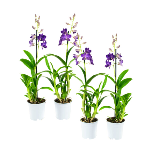 Dendr Sa-nook Bl Happiness 1T (4 Stuks) 5 Orchidee-kopen.nl