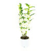 Dendrobium Nobile Apollon 2T 3