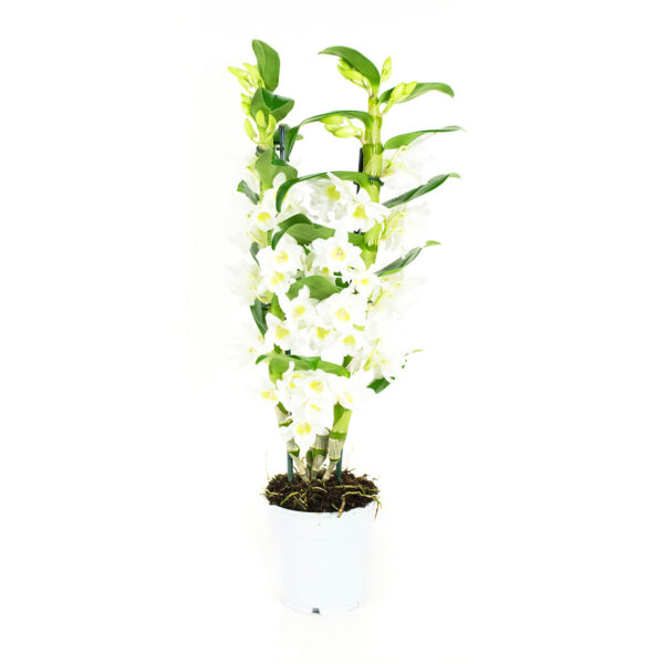 Dendrobium Nobile Apollon 2T