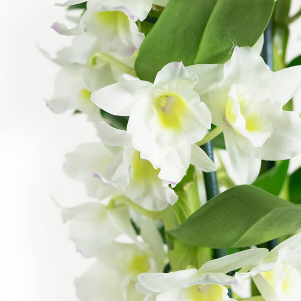 Dendrobium Nobile Apollon 2T - Afbeelding 3