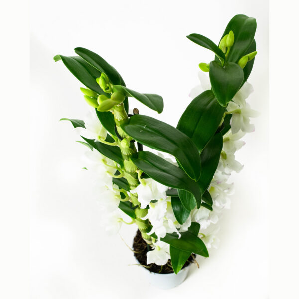 Dendrobium Nobile Apollon 2T - Afbeelding 4
