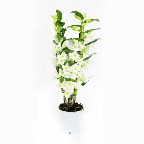 Dendrobium Nobile Apollon 2T - Afbeelding 5