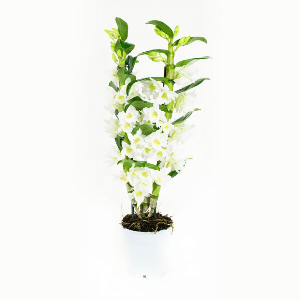 Dendrobium Nobile Apollon 2T - Afbeelding 6