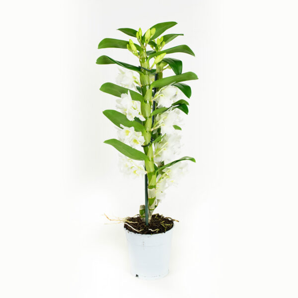 Dendrobium Nobile Apollon 2T - Afbeelding 7