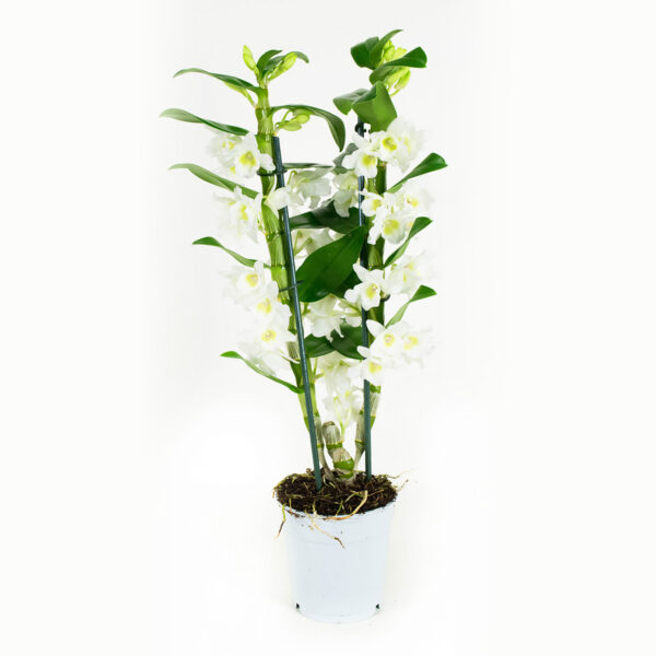Dendrobium Nobile Apollon 2T - Afbeelding 8