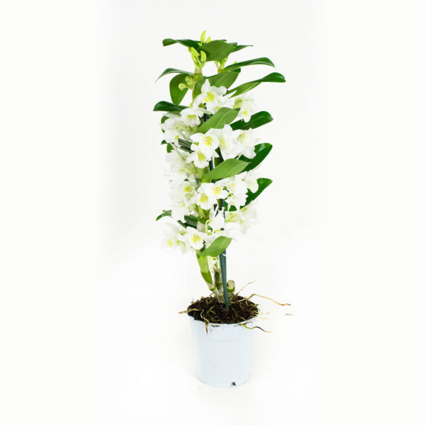 Dendrobium Nobile Apollon 2T - Afbeelding 9