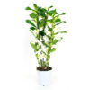 Dendrobium Nobile Apollon 3T 3