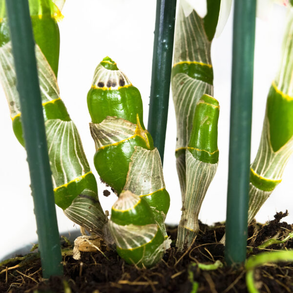 Dendrobium Nobile Apollon 3T - Afbeelding 5