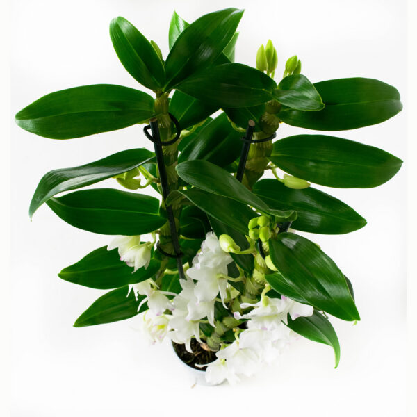 Dendrobium Nobile Apollon 3T - Afbeelding 6