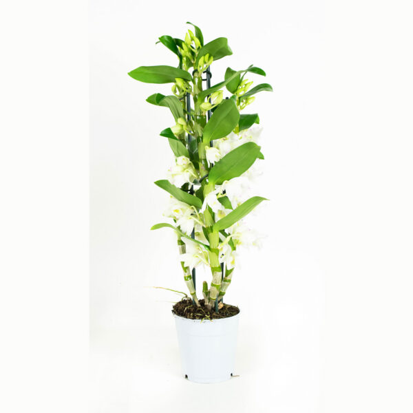 Dendrobium Nobile Apollon 3T - Afbeelding 7