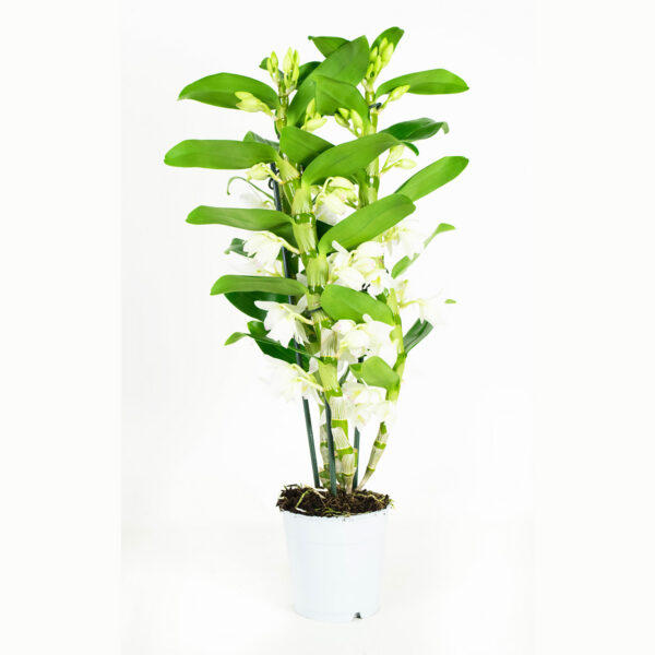 Dendrobium Nobile Apollon 3T - Afbeelding 8