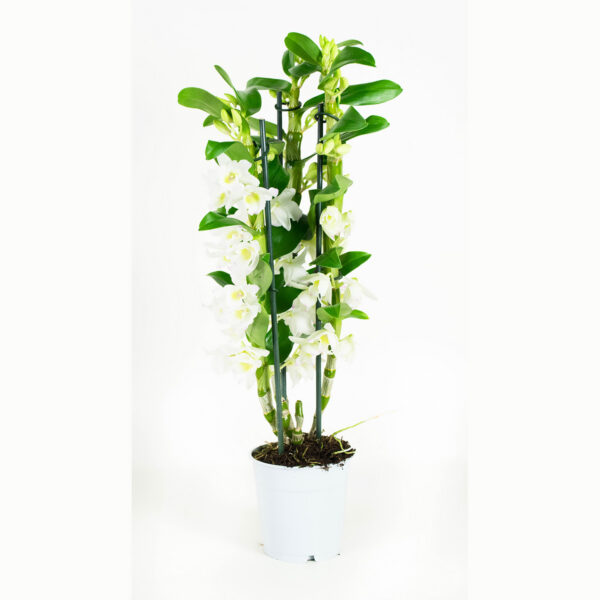 Dendrobium Nobile Apollon 3T - Afbeelding 9