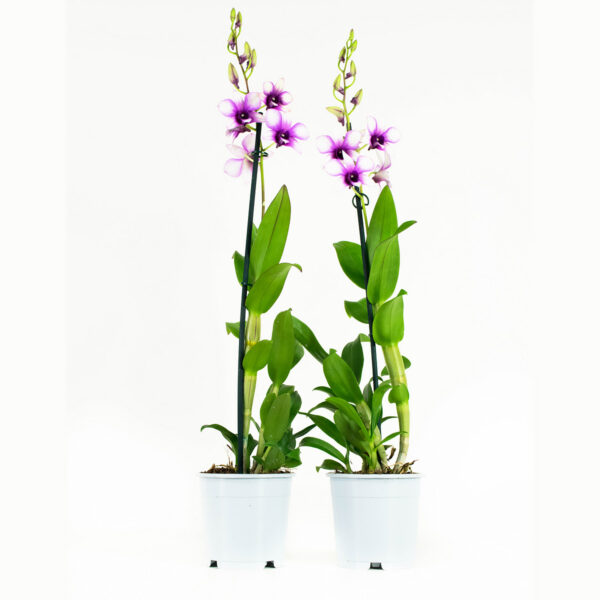 Dendrobium Sa-nook Polar Fire 5 Orchidee-kopen.nl