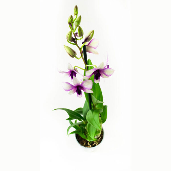 Dendrobium Sa-nook Polar Fire 7 Orchidee-kopen.nl