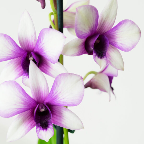 Dendrobium Sa-nook Polar Fire 8 Orchidee-kopen.nl