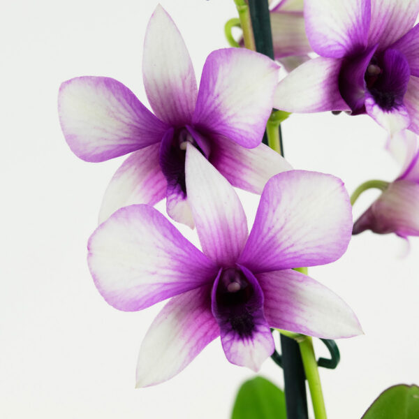 Dendrobium Sa-nook Polar Fire 9 Orchidee-kopen.nl