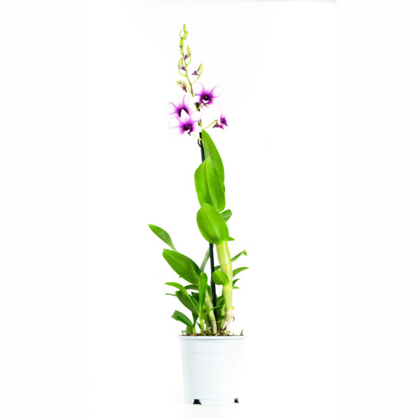 Dendrobium Sa-nook Polar Fire 10 Orchidee-kopen.nl