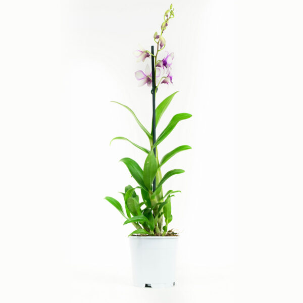 Dendrobium Sa-nook Polar Fire 11 Orchidee-kopen.nl