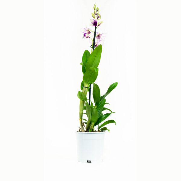 Dendrobium Sa-nook Polar Fire 12 Orchidee-kopen.nl