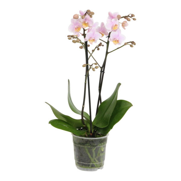 Amaglad 5 Orchidee-kopen.nl