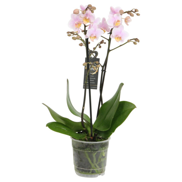 Amaglad 8 Orchidee-kopen.nl