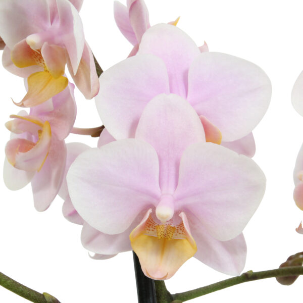 Amaglad 10 Orchidee-kopen.nl