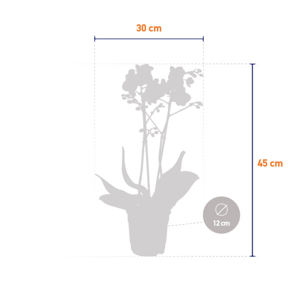 Amaglad 11 Orchidee-kopen.nl