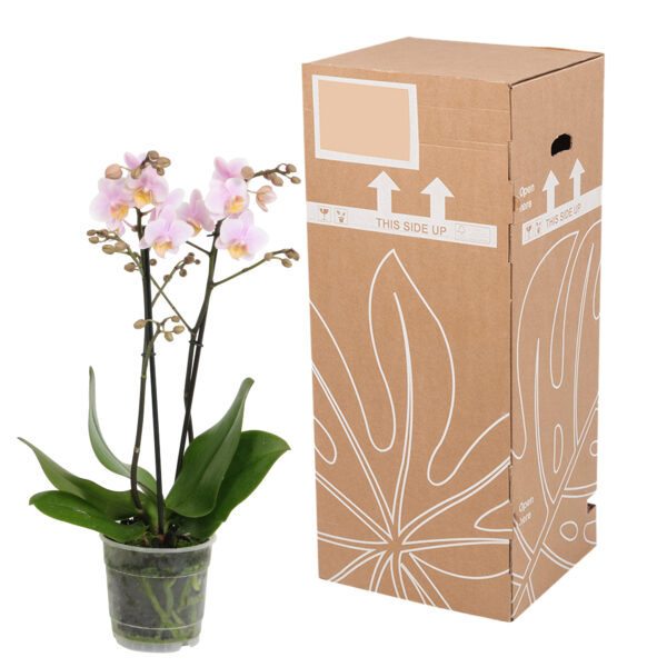 Amaglad 12 Orchidee-kopen.nl