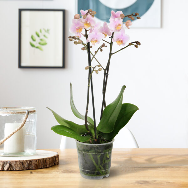 Amaglad 13 Orchidee-kopen.nl