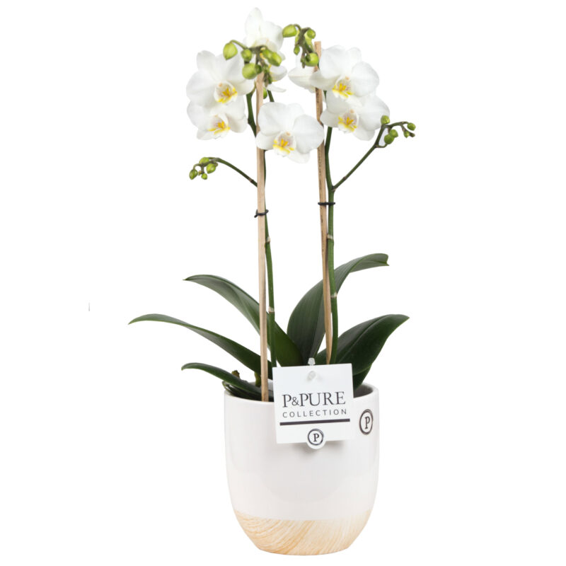 Phalaenopsis 2 Tak Wit Pot Emily 1