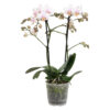 Amaglad Soft 3 Orchidee-kopen.nl