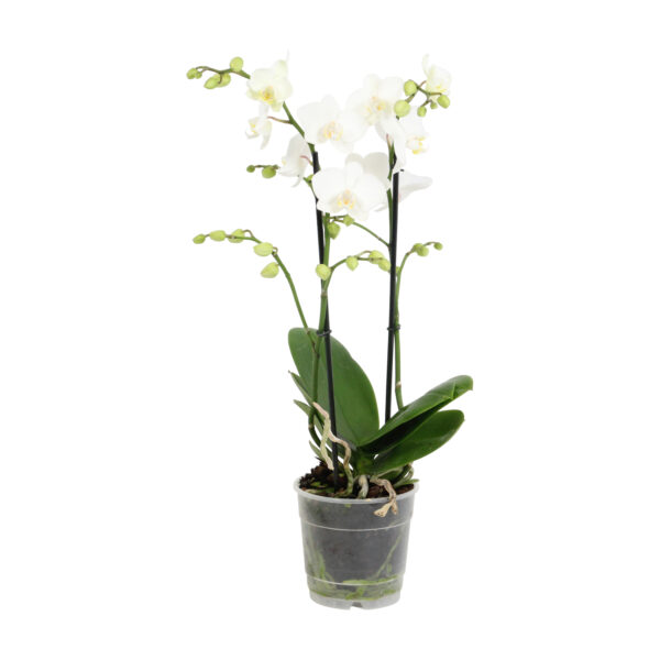 Snow Flake 5 Orchidee-kopen.nl
