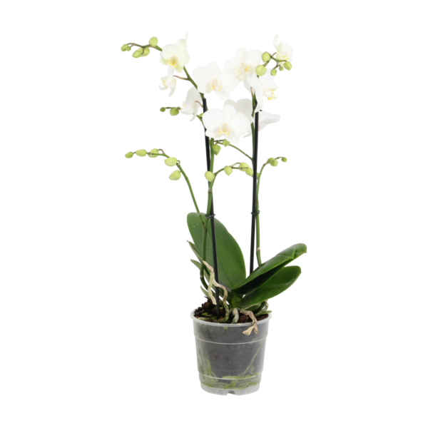 Snow Flake 7 Orchidee-kopen.nl
