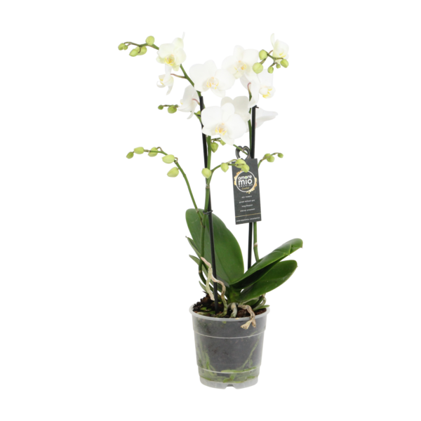 Snow Flake 9 Orchidee-kopen.nl