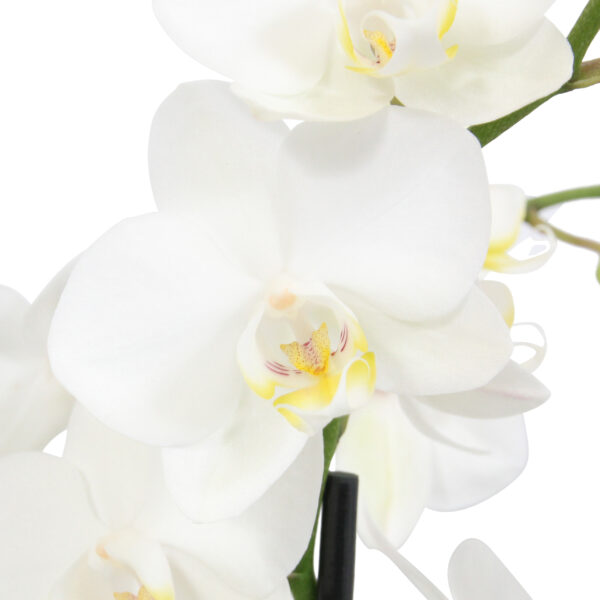 Snow Flake 10 Orchidee-kopen.nl