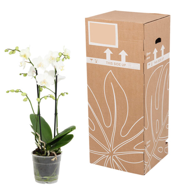 Snow Flake 12 Orchidee-kopen.nl